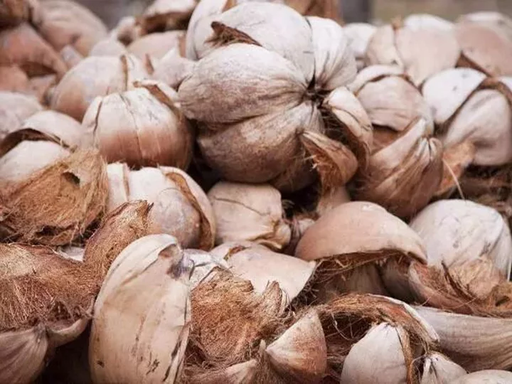 cascas de coco para produção de carvão